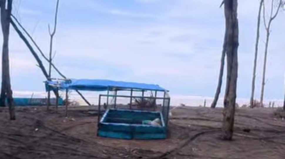 Mengapa Warga Pesisir Cilacap Tidak Pernah Sakit Gigi? Rahasia dari Ikan Laut & Tanaman Hidup